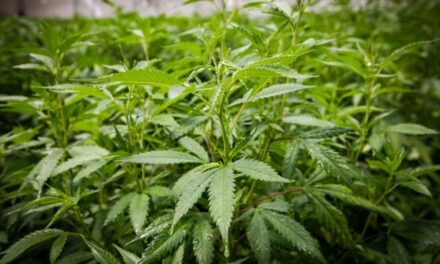 Cannabis podría aportar a Alemania 5,000 mdd al año